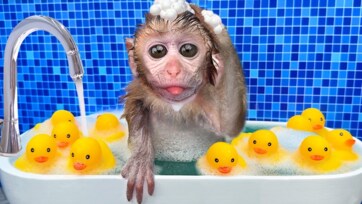 Baby Monkey in Bathtub With Ducks – Cute Monkey Bath Play for Kids