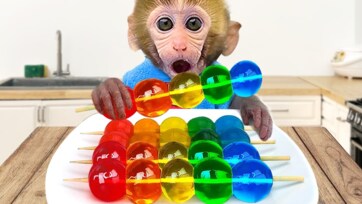 Baby Monkey Eating Candy Crystal Balls – Cute Monkey Snacks & Color Fun